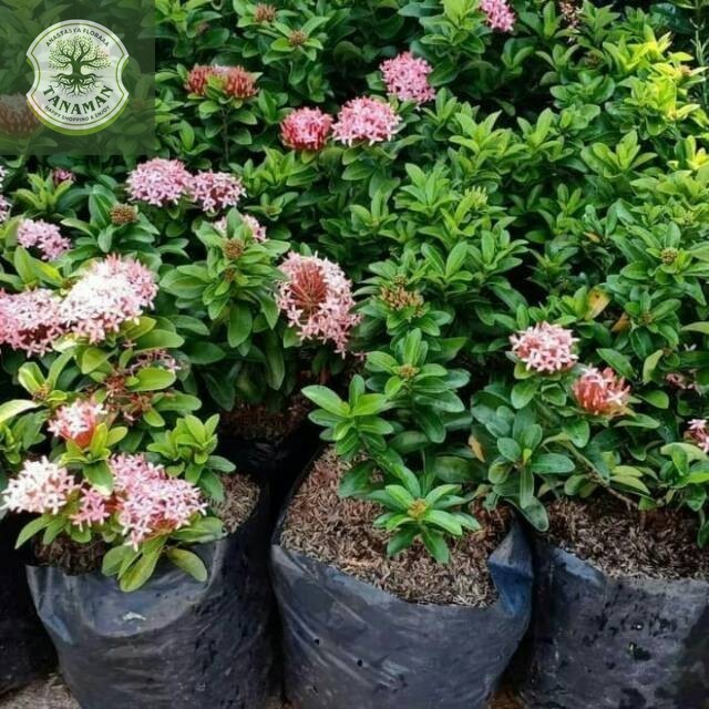 Tanaman Asoka Jambon Tanaman Asoka Pink Tanaman Asoka Mini