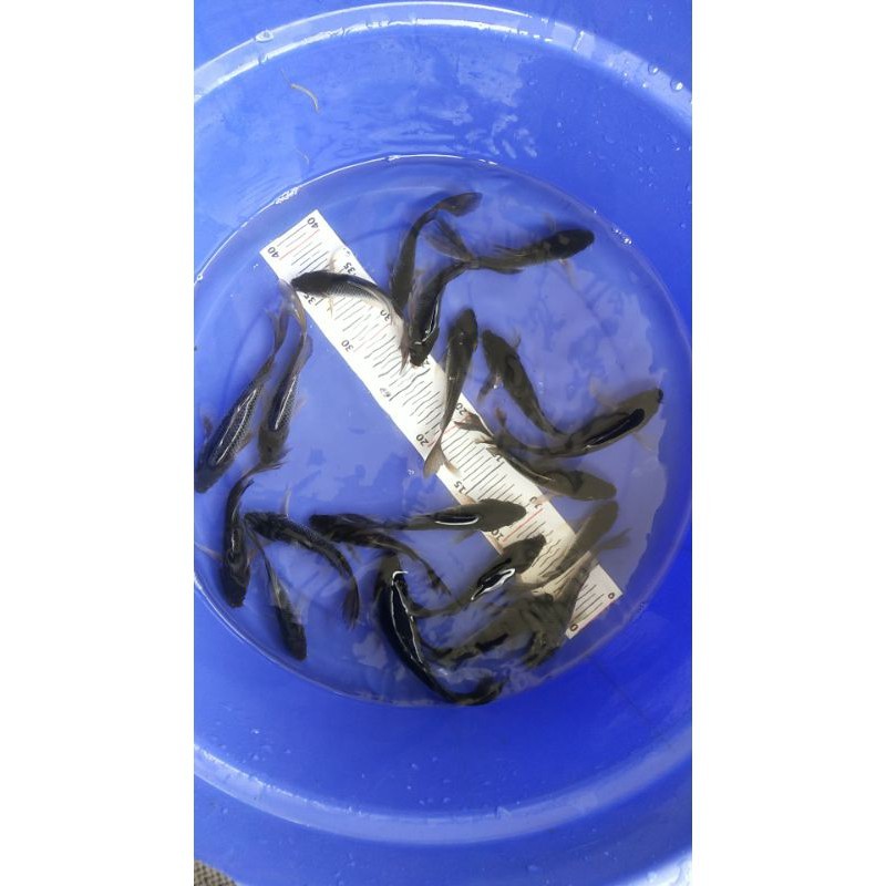 ikan koi hajiro / karasu kumpay slayer size 12-15 cm