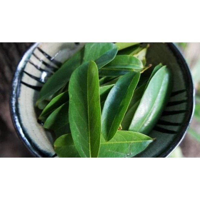 

Daun Sirsak Segar - Non Pestisida / Soursop Leaf