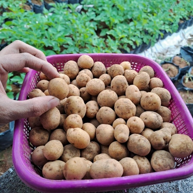 

TERLARIS Kentang Dieng Rendang 1 Kg Baby Potato Goreng