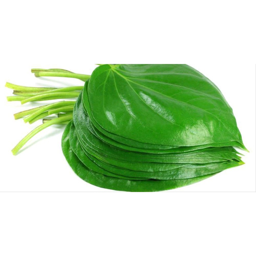 

Gelaskosong11 TERBAIK Daun Sirih hijau segar seureuh Segar