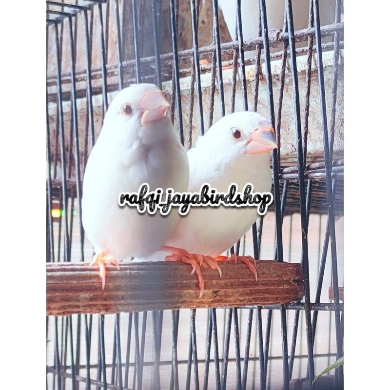 BURUNG EMJE PUTIH SEPASANG