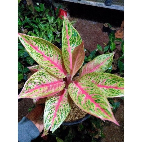 aglonema legacy murah/aglonema legacy remaja/aglonema murah