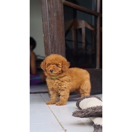 Anakan Anjing Red Toy Poodle Betina