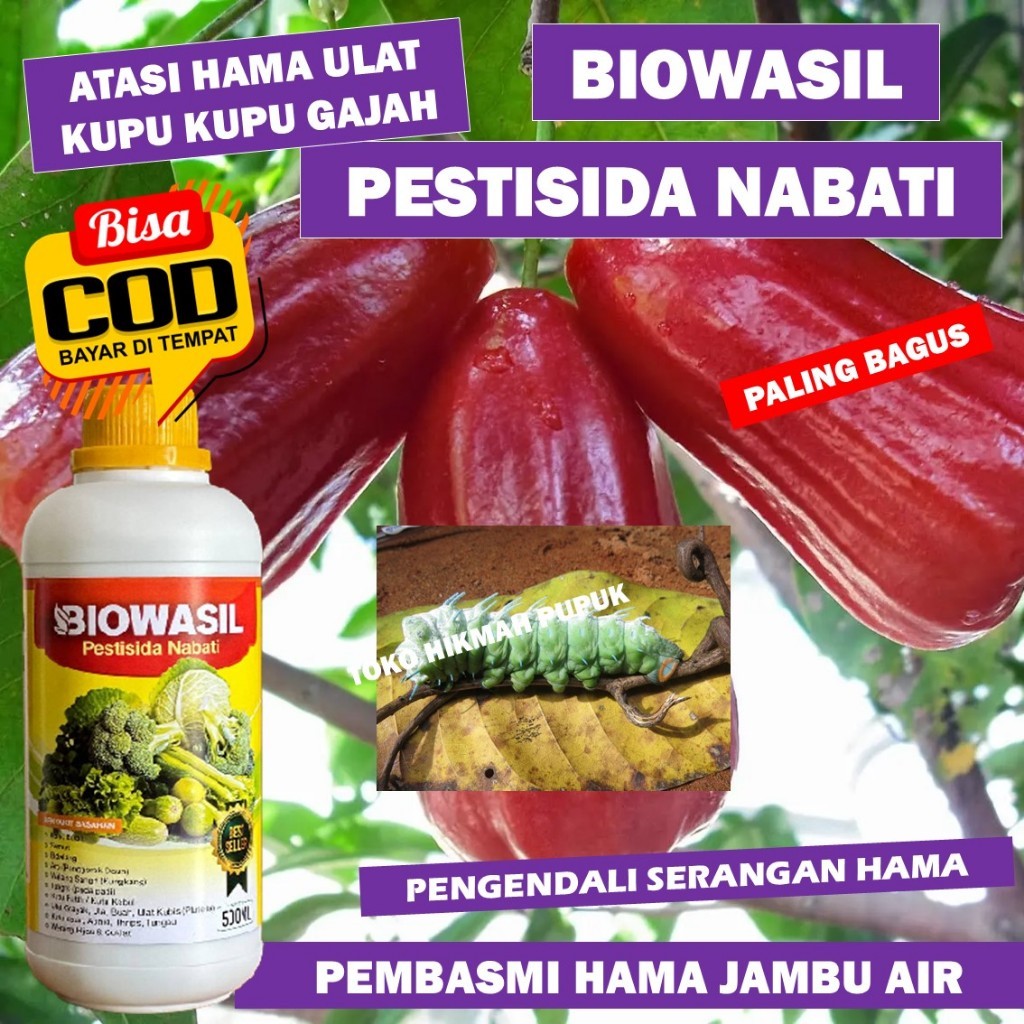 PESTISIDA PEMBASMI HAMA JAMBU AIR BIOWASIL Paling Ampuh - Insektisida Mengatasi Hama Ulat Kupu kupu 