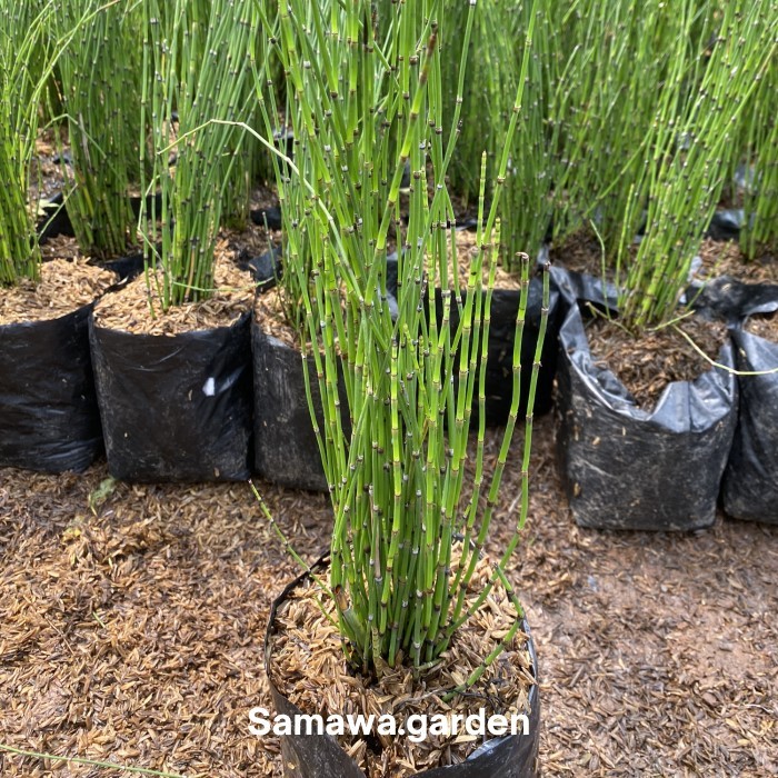 Tanaman hias bambu air tanaman hidup