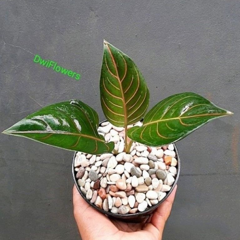 ( BISA COD ) Tanaman Hias Aglonema Rotundum Tiger / Bunga Hias Aglaonema Rotundum Tyger Hijau / Tana