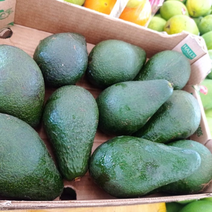 

Alpukat import super | Buah alpukat africa pulen fresh 1 kg