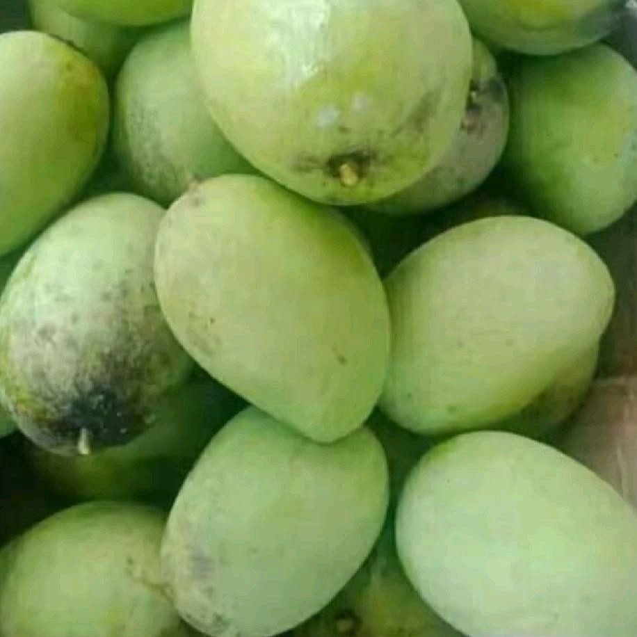 

Mangga muda segar fresh 500g untuk rujak