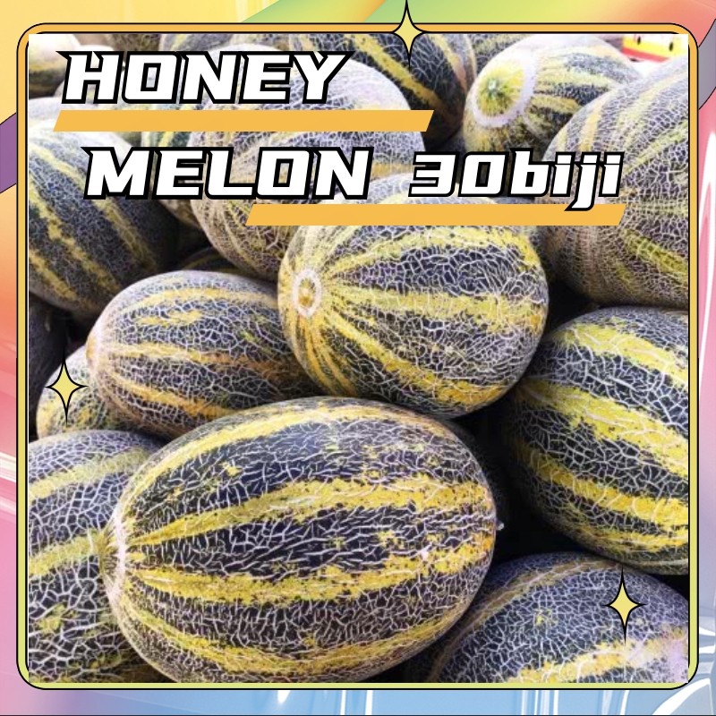 [Hasil tinggi]30Benih Melon Jumbo F1 Hibrida Bibit Buah Melon Orange Manis Super Besar Bintang Asia 