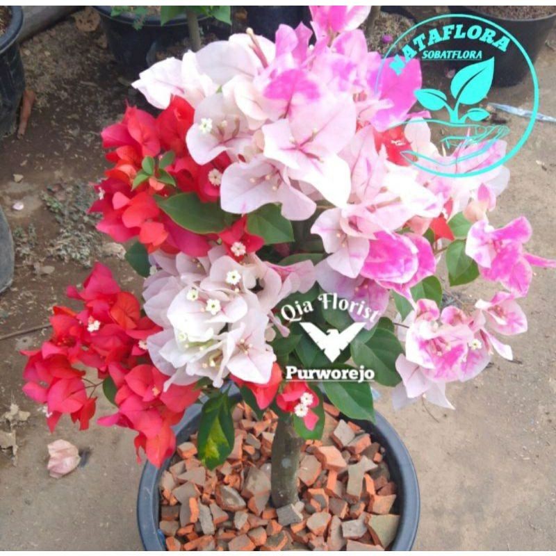 pohon bunga bugenvil batang besar/tanaman hias bougenville 3 warna bunga merah putih pink