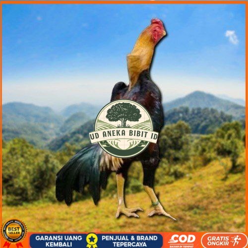 

telur tetas ayam shamo asli ori UD ANEKA BIBIT ID