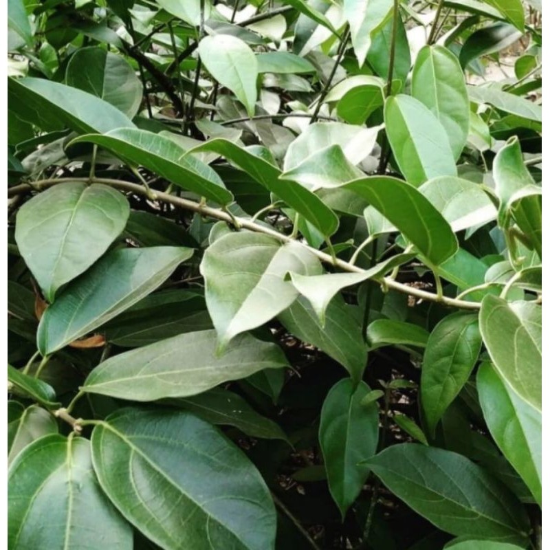 

Daun cincau Hijau di petik saat ada orderan masuk/per 50 lmb