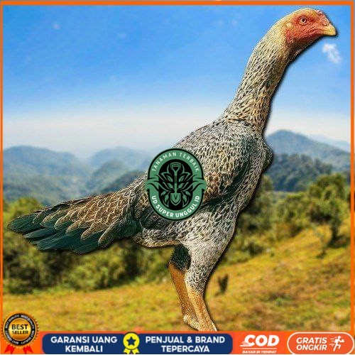 

TELUR TETAS AYAM SHAMO EROPA UNTUK DI TETASKAN UD_SUPER_UNGGUL_ID
