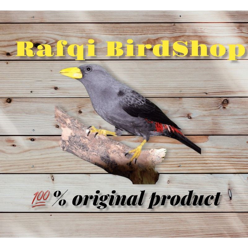 JALAK  RIO-RIO MULUS RAWATAN (masteran) makan voer