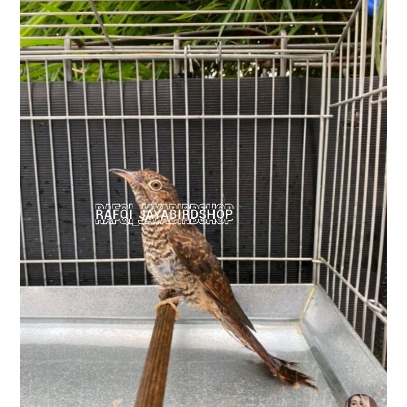 BURUNG KEDASIH JAWA COKLAT JANTAN