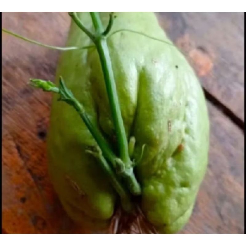 

bibit labu benih waluh siam jumbo bandung