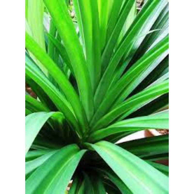 

10 LEMBAR DAUN PANDAN WANGI FRESH TERMURAH TERLARIS