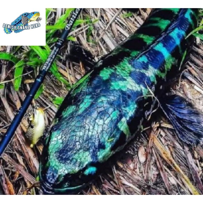 TOMAN HIJAU SIZE 10-13 CM CHANA MICROPELTES