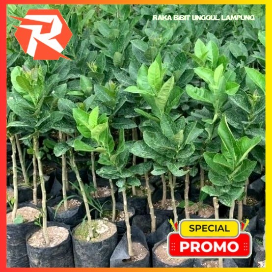 BIBIT JERUK LEMON (JERUK LEMON TEA)