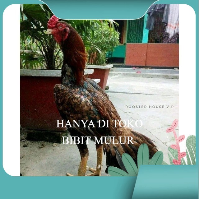 

telur tetas ayam aseel original berkualitas