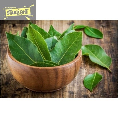 

Daun Salam Segar - Non Pestisida / Bay Leaf