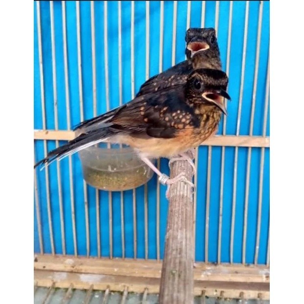 MURAI MEDAN ANAKAN SEPASANG