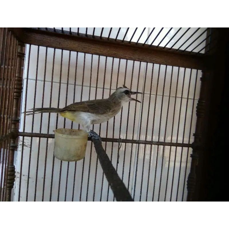 burung trucukan kebo jatim jantan