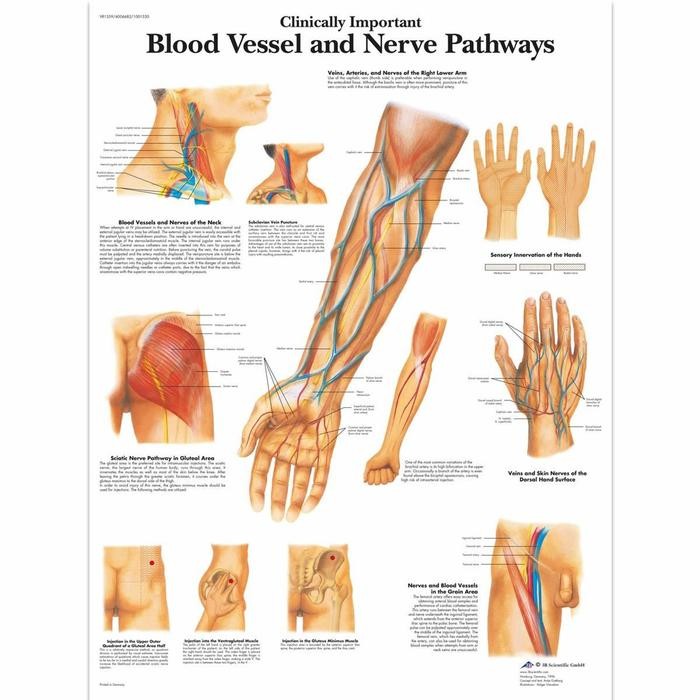 POSTER SISTEM PEREDARAN DARAH BLOOD VESSEL AND NERVE PATHWAYS -  A3 + Artpaper
