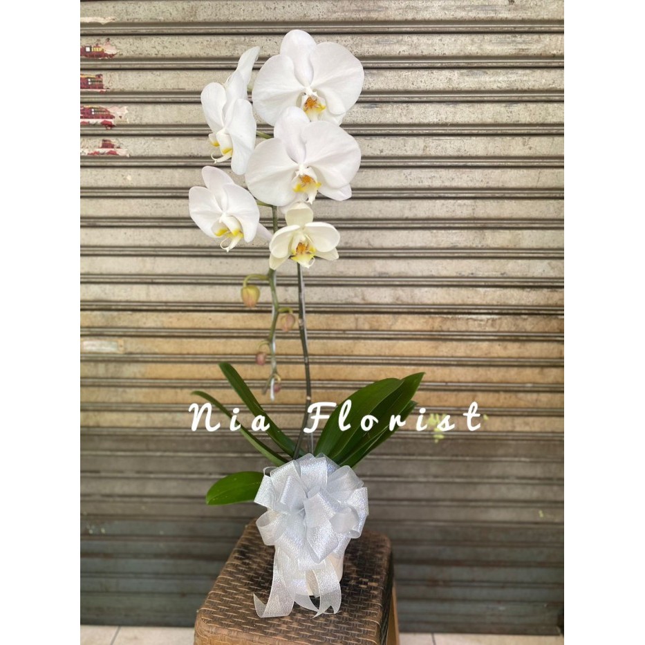 

Best Seller Rangkaian Bunga Anggrek isi 1 Hadiah Ulang Tahun - Putih