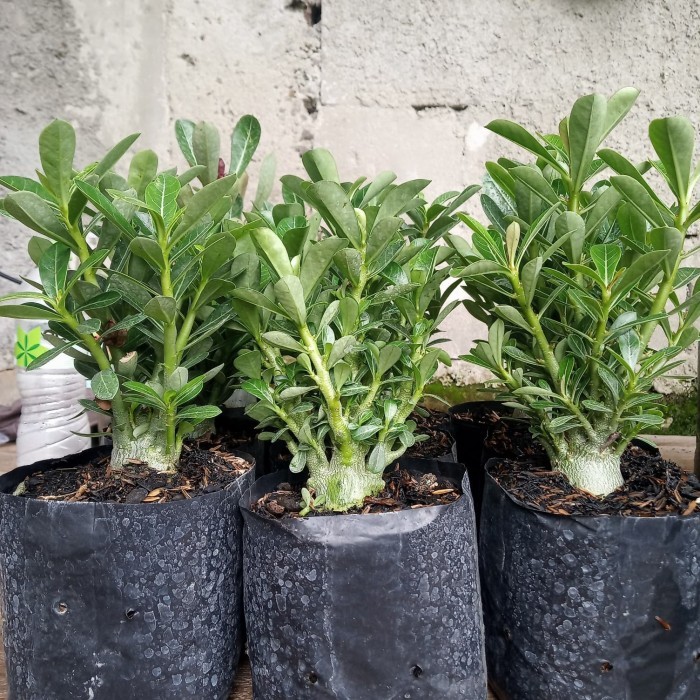 bibit bunga adenium kamboja cabser ( cabang seribu )