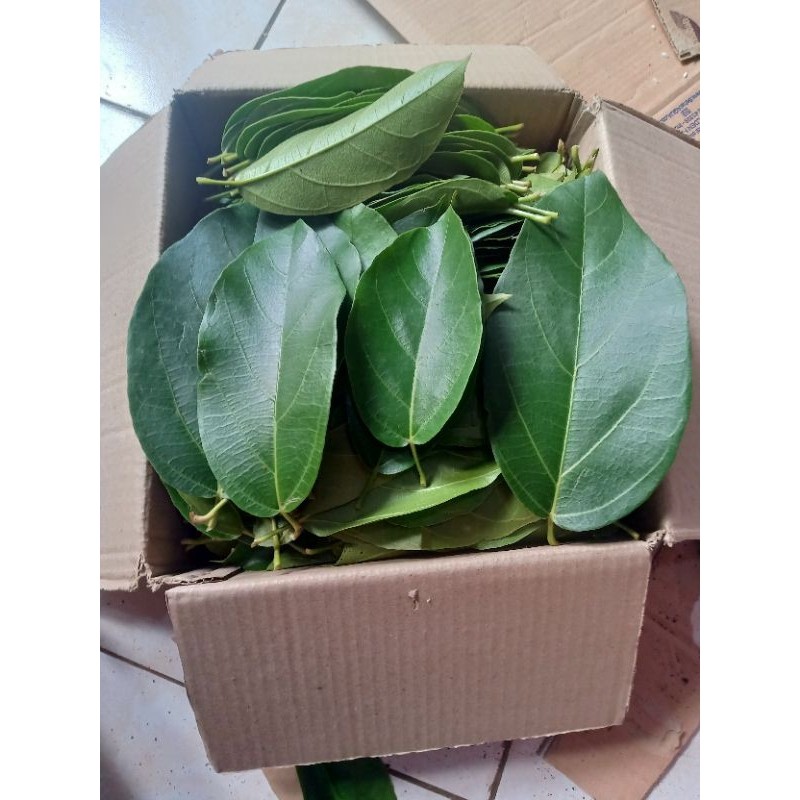

Premna oblongifolia Daun Cincau perdu Kipanas 500gram