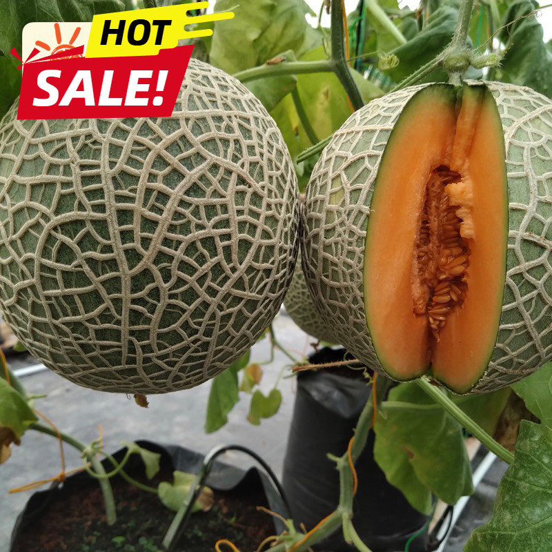 UD BUAH 3 SAUDARA BUAH MELON HONEY FUJISAWA MANIS HIDROPONIK