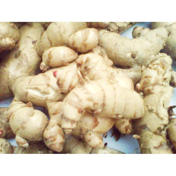 

Kunyit Putih Segar 1kg Kunir Putih Asli Untuk Kangker