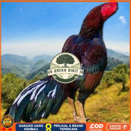 

telur ayam shamo eropa Ori petarung bisa untuk di tetaskan UD ANEKA BIBIT ID