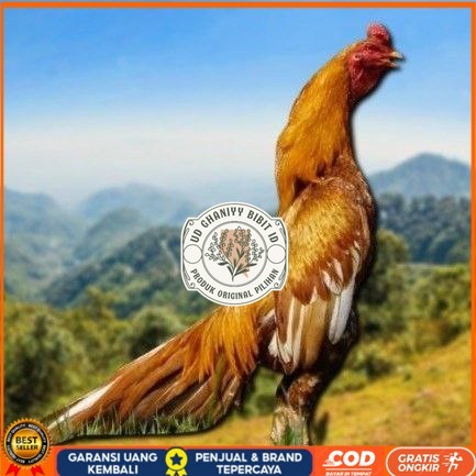 

telur ayam Shamo Eropa Ori telur fertil(TERLARIS) UD GHANIYY BIBIT ID