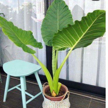 new.. Tanaman hias Keladi Jumbo Sente Hijau/Sente ijo/talas hijau/ Lompong/Sente HiJau/ Giant Taro/K