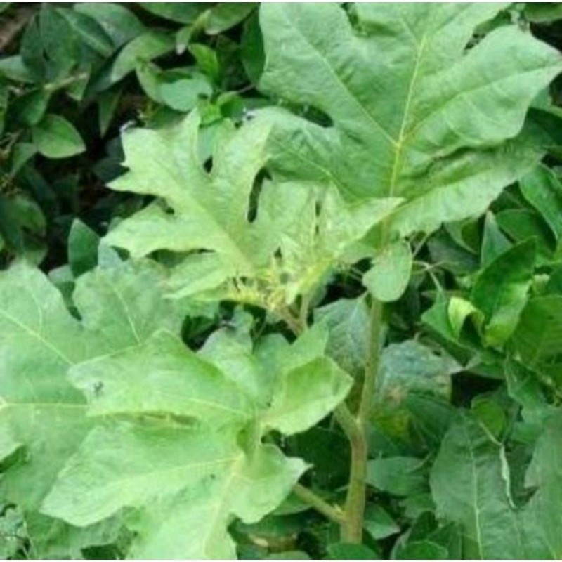 

daun tekokak cepokak fres 500gram herbal