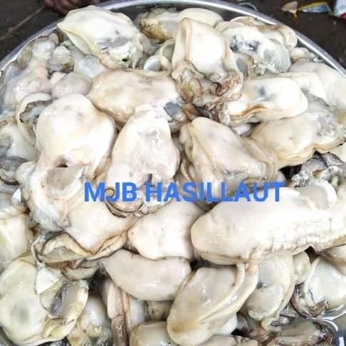 tiram kupas, DAGING TIRAM, daging kerang, oyster,海蛎，fresh,1kg