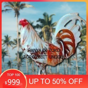 

telur ayam philipin asli AK47 bisa untuk di tetaskan vertil agro.bibit.unggul