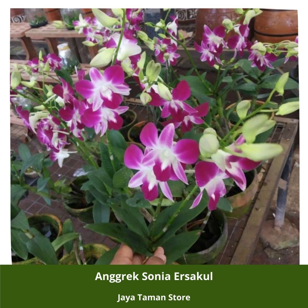 Promo COD Tanaman Anggrek Sonia Ersakul - Bibit Anggrek
