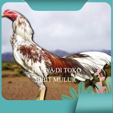 

telur tetas ayam pama berkualitas unggul