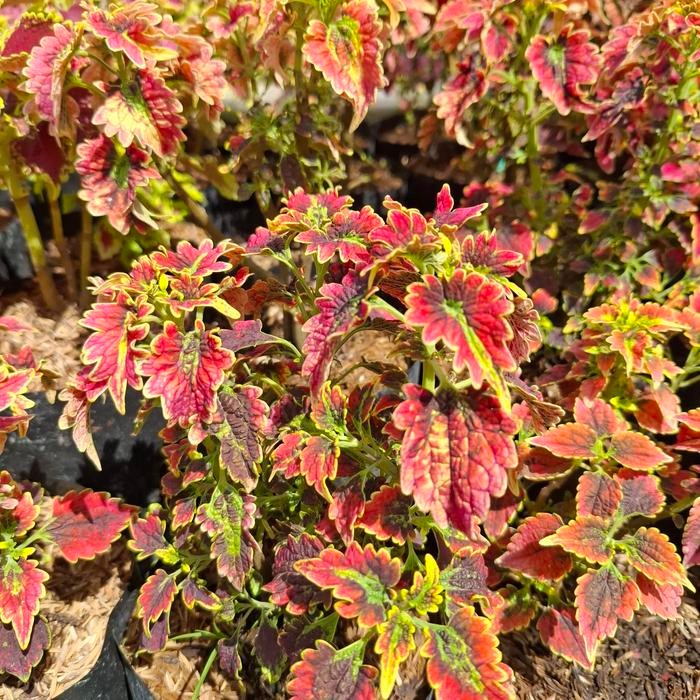 tanaman miana premium sultan jewer