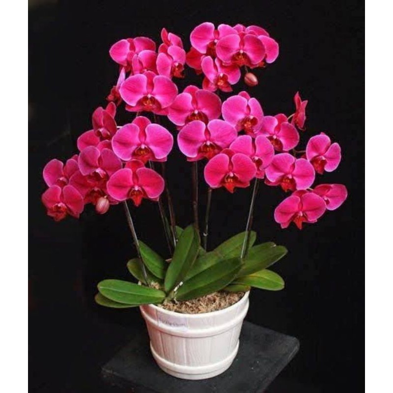 ( BISA COD ) PROMO Tanaman Hias Anggrek Bulan Bunga Merah Siap Berbunga Bunga Hias Anggrek Bulan Dew