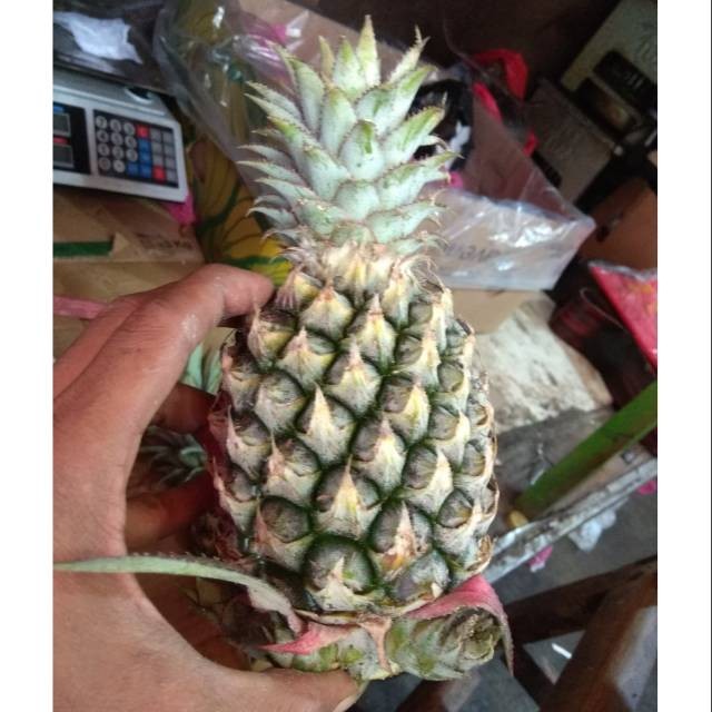

UD BUAH 3 SMAUDARA Buah nanas muda