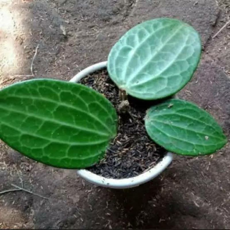Tanaman hias sirih raja - tanaman herbal sirih raja merantus