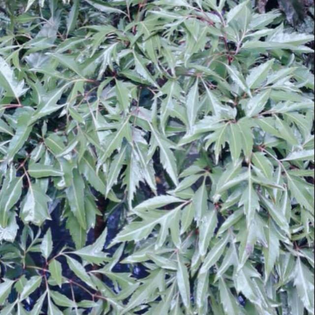

Termurah Daun kenikir segar/Raja midang/organik lalapan herbal siap petik