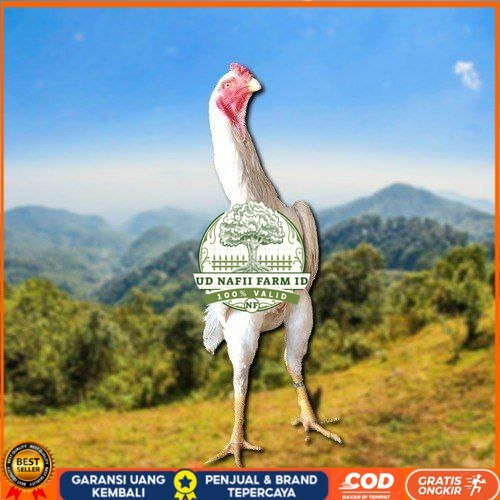

telur tetas ayam shamo berkualitas UD NAFII FARM ID