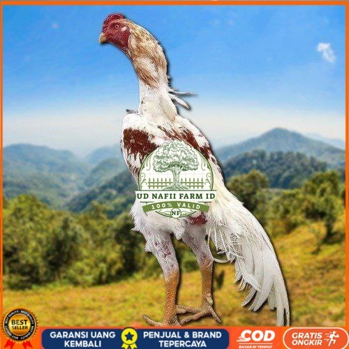 

Telur Shamo X BK clasik terlaris UD NAFII FARM ID