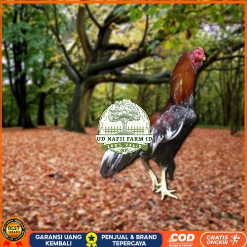 

Telur Ayam Pakhoy Super Vertil Siap Di Tetaskan Jaminan Super Oiginal Bergaransi Valid UD NAFII FARM ID